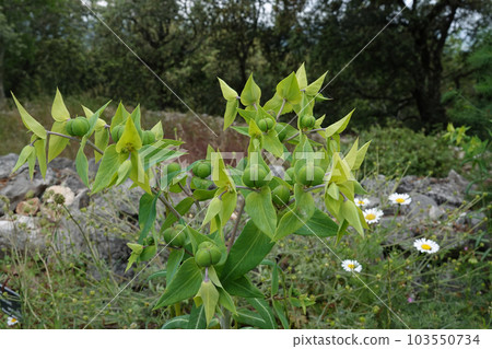 Closeup on the caper or paper spurge, Euphorbia lathyris in a meadow Closeup on the caper or paper spurge, Euphorbia lathyris in a meadow 103550734