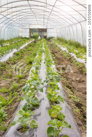 Interior of a greenhouse with organic vegetable seedlings, selective focus. Interior of a greenhouse with organic vegetable seedlings, selective focus. 103550806