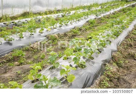 Interior of a greenhouse with organic vegetable seedlings, selective focus. 103550807