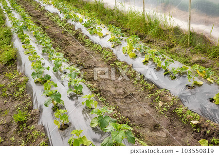 Interior of a greenhouse with organic vegetable seedlings, selective focus. Interior of a greenhouse with organic vegetable seedlings, selective focus. 103550819