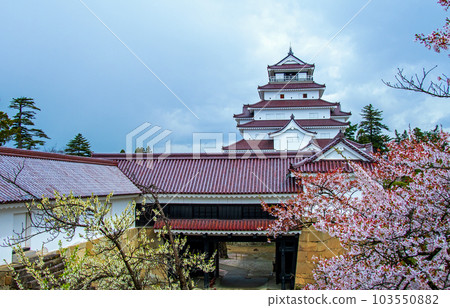 Aizuwakamatsu, Fukushima Prefecture Tsurugajo castle tower and cherry blossoms Aizuwakamatsu, Fukushima Prefecture Tsurugajo castle tower and cherry blossoms 103550882