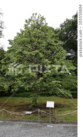Former Soviet President Mikhail Gorbachev planted a tree in the Akasaka Palace State Guest House. Former Soviet President Mikhail Gorbachev planted a tree in the Akasaka Palace State Guest House. 103550884