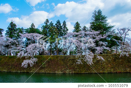 Fukushima prefecture Aizuwakamatsu Tsuruga Castle Kitademaru stone wall cherry blossoms Fukushima prefecture Aizuwakamatsu Tsuruga Castle Kitademaru stone wall cherry blossoms 103551079