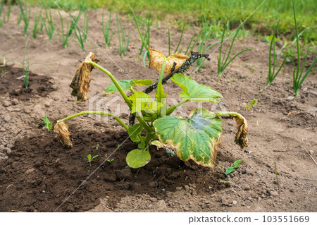 Zucchini plants damaged by frost. Zucchini plants show signs of frost damage on the leaves. Zucchini leaves are bitten by frost 103551669