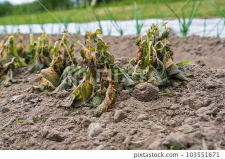 Potato plants damaged by the frost. Early potato plants showing signs of frost damage to the leaves. Leaves of potatoes bitten by frost 103551671