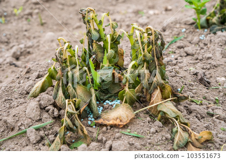 Potato plants damaged by the frost. Early potato plants showing signs of frost damage to the leaves. Leaves of potatoes bitten by frost 103551673