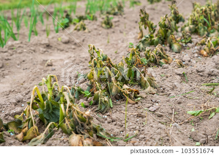 Potato plants damaged by the frost. Early potato plants showing signs of frost damage to the leaves. Leaves of potatoes bitten by frost. 103551674