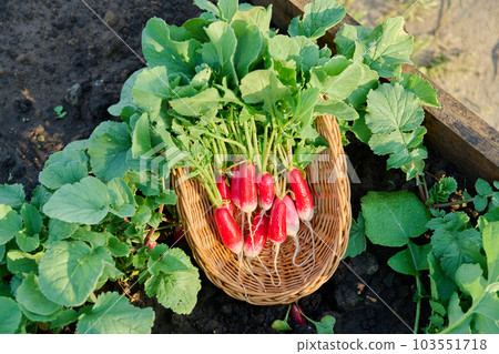 Close-up wicker bowl with freshly harvested radishes on bed, on soil Close-up wicker bowl with freshly harvested radishes on bed, on soil 103551718