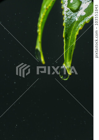 水滴從樹葉上掉落的那一刻 103551843