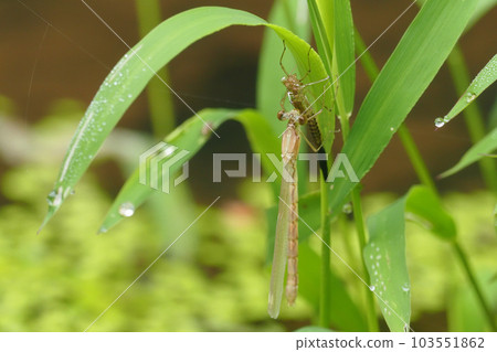 大藍豆娘(雌性)和出苗後的羽化殼 大藍豆娘(雌性)和出苗後的羽化殼 103551862