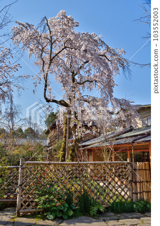 cherry blossoms at a restaurant cherry blossoms at a restaurant 103552003