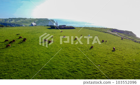Cows grazing on amazing green meadow next to the Sea in Normandy 103552096