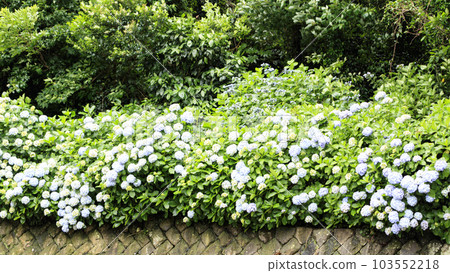神奈川縣三浦市城島的繡球花 神奈川縣三浦市城島的繡球花 103552218