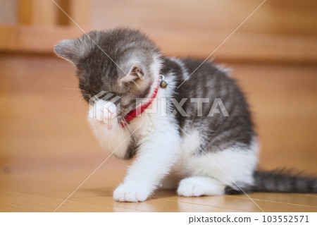 Kitten washing face 103552571