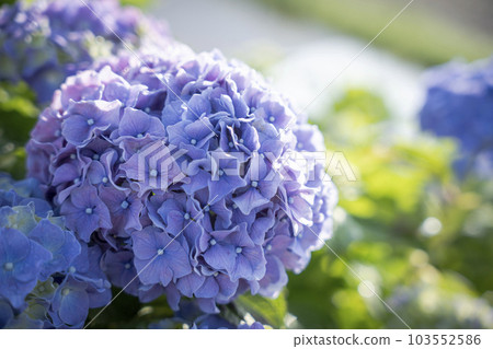 Hydrangea in Kaido-cho Hydrangea in Kaido-cho 103552586