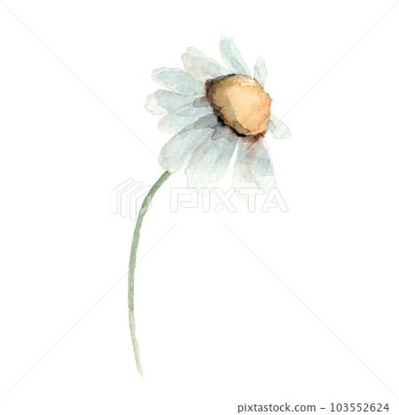 Cute white chamomile flower. Watercolor daisy illustration. Clip-art. Cute white chamomile flower. Watercolor daisy illustration. Clip-art. 103552624