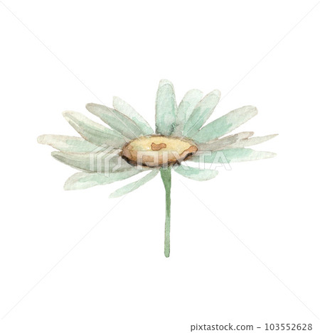 Cute white chamomile flower. Watercolor daisy illustration. Clip-art. Cute white chamomile flower. Watercolor daisy illustration. Clip-art. 103552628