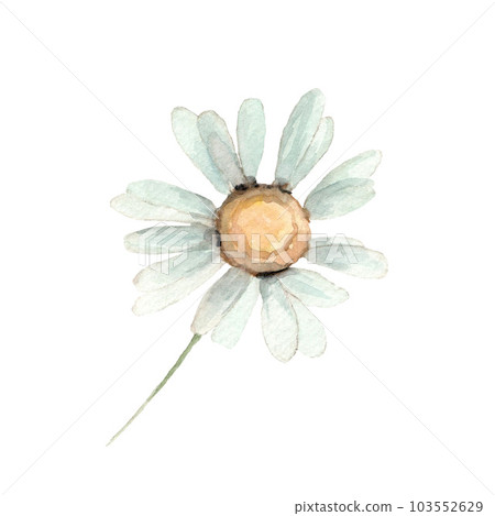 Cute white chamomile flower. Watercolor daisy illustration. Clip-art. 103552629