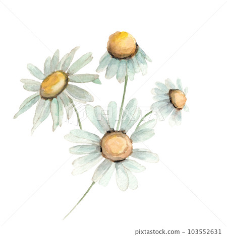 Daisy, white chamomile flower set of flowers with leavs. Watercolor illustration. Clip-art. Daisy, white chamomile flower set of flowers with leavs. Watercolor illustration. Clip-art. 103552631