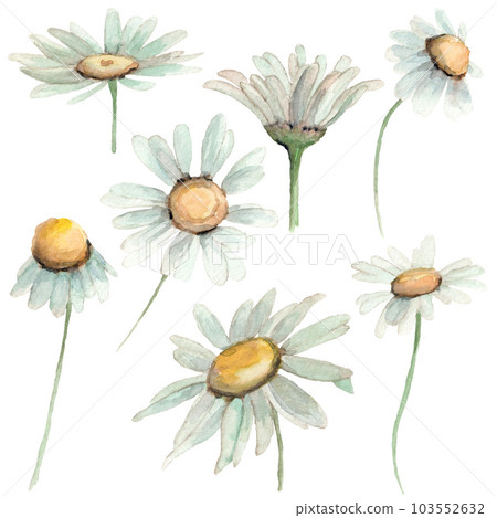 Daisy, white chamomile flower set of flowers with leavs. Watercolor illustration. Clip-art. Daisy, white chamomile flower set of flowers with leavs. Watercolor illustration. Clip-art. 103552632