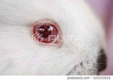 close-up. the red eye of small white rabbit. close-up. the red eye of small white rabbit. 103553010