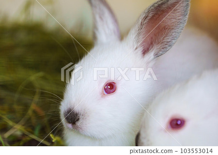 close-up. the faces of small white rabbits.  103553014