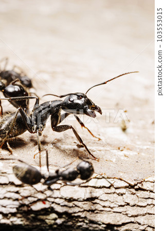 close-up. A black woodworm ant on the surface of a tree. 103553015