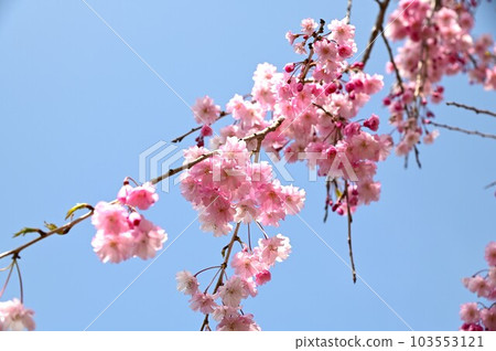 Morioka Cherry Blossoms Yonai Water Purification Plant 103553121