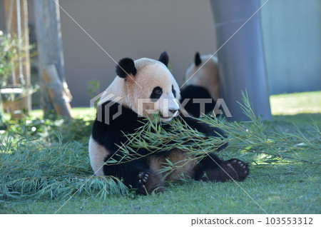 Beach eating bamboo deliciously Beach eating bamboo deliciously 103553312