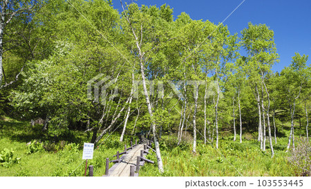 長野縣富士見町入笠沼澤初夏 103553445