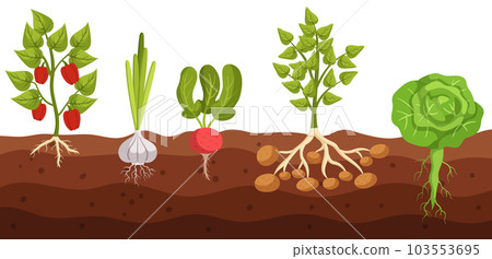 Cross-section View Of Vegetable Bell Pepper, Garlic, Radish, Potato and Cabbage Growth In Ground, Revealing Roots 103553695