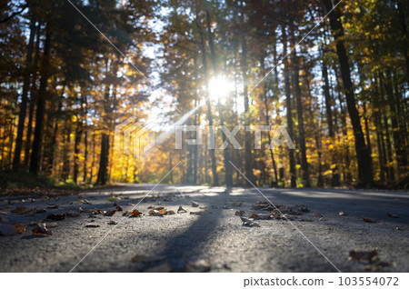Road going through a beautiful autumn forest with sun rays busrting throught the trees 103554072