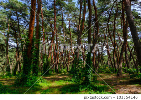 Kehi no Matsubara, Tsuruga City, Fukui Prefecture Kehi no Matsubara, Tsuruga City, Fukui Prefecture 103554146