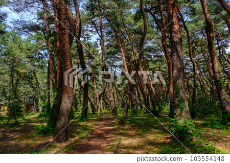 Kehi no Matsubara, Tsuruga City, Fukui Prefecture 103554148
