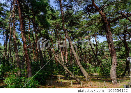 Kehi no Matsubara, Tsuruga City, Fukui Prefecture 103554152