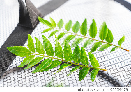 Making dried Japanese pepper 103554479