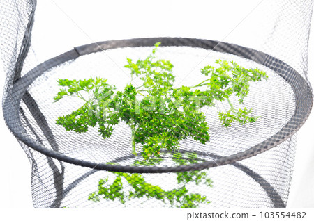 making dried parsley making dried parsley 103554482