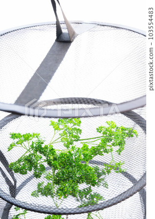 making dried parsley making dried parsley 103554483
