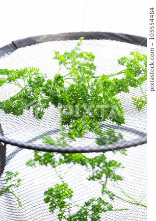 製作幹歐芹 製作幹歐芹 103554484
