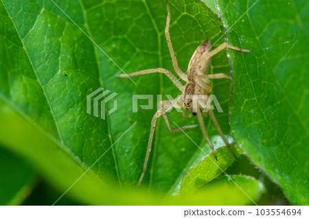Ilo-billed spider Ilo-billed spider 103554694