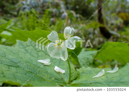 玻璃花瓣 1 玻璃花瓣 1 103555024