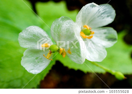 translucent petals 1 103555028