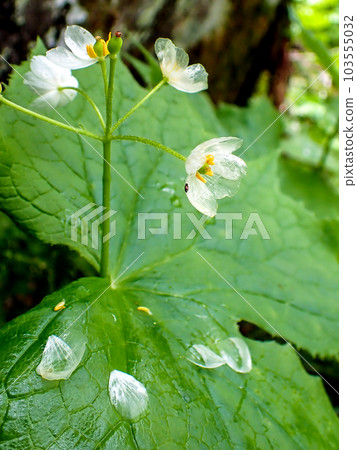 Glass flower (vertical) 103555032
