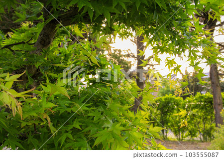 Maple in the corner of the park 103555087