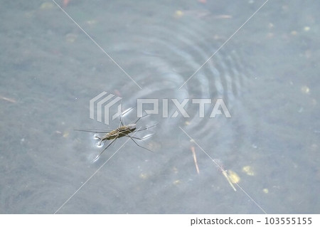 阿門博的漣漪 阿門博的漣漪 103555155