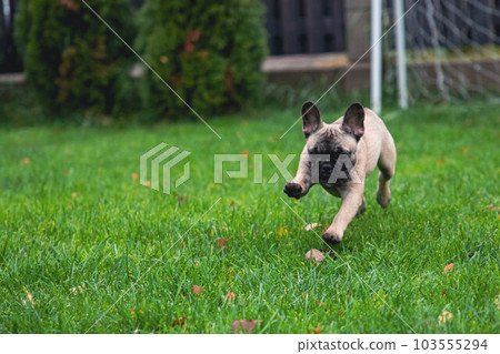 French bulldog puppy cheerfully runs on the grass in the yard of the house. 103555294