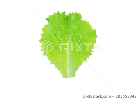 Bright green lettuce salad leaf isolated on white Bright green lettuce salad leaf isolated on white 103555342