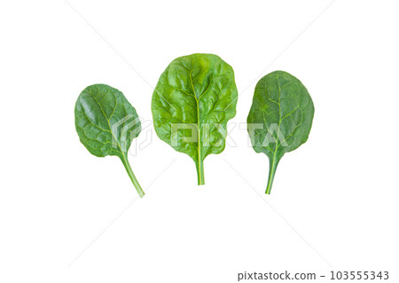 Green spinach leaves set isolated on white Green spinach leaves set isolated on white 103555343