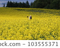 在油菜花 103555371