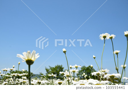 Pyrethrum blooming against the blue sky 103555441